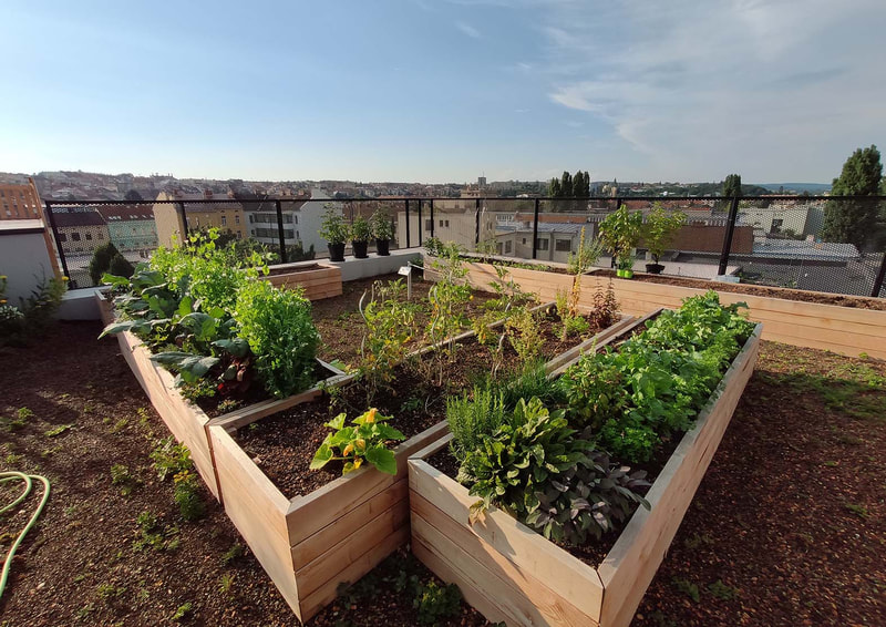pěstování na zelené střeše, komunitní zahrada