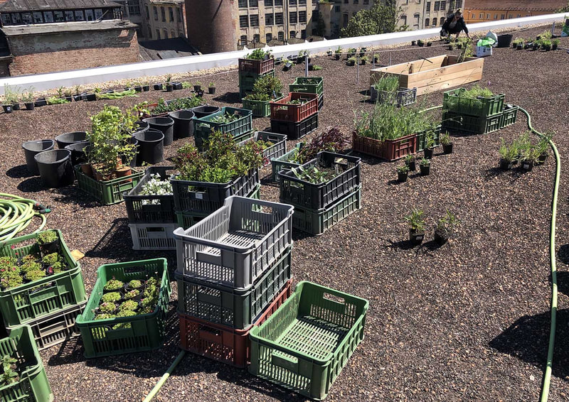 rostliny pro zelené střechy - realizace