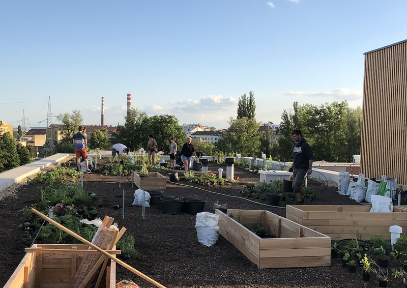 svépomoc majitelů při sázení zelené střechy, komunitní zahrada