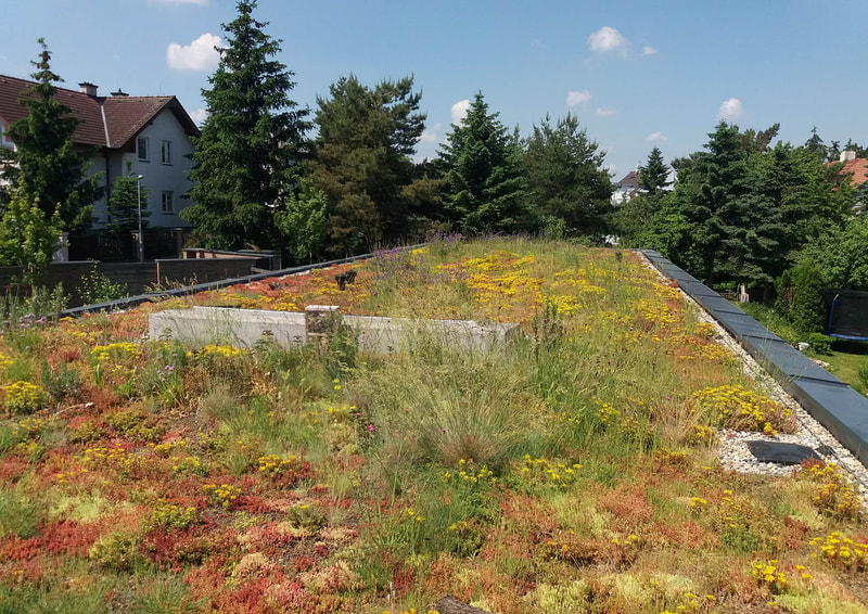 biodiverzní zelená střecha rok po výsadbě