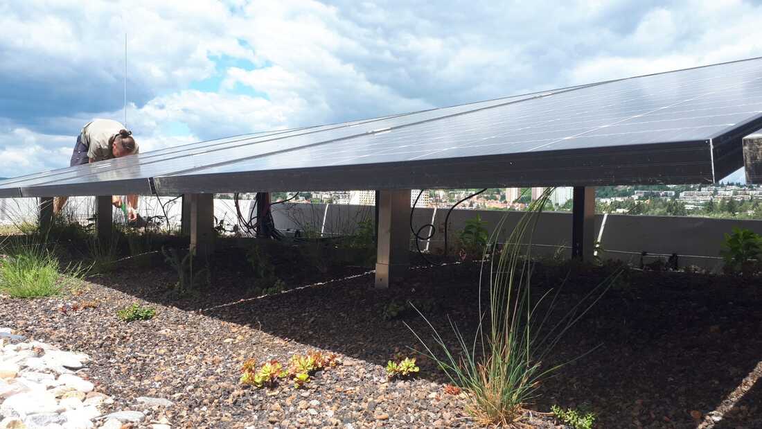 Rozchodníková výsadba pod fotovoltaické panely