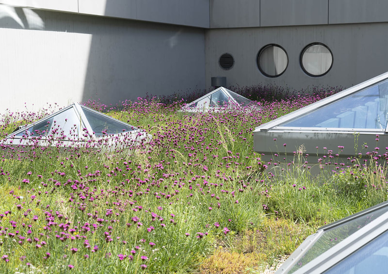 zelená střecha v atriu kancelářské budovy, estetický efekt a zlepšení psychiky pracovníků