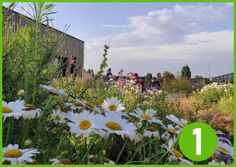 Komunitní zelená zahrada na střeše bytové domu - Vítěz zelená střecha roku 2022 – veřejná střecha intenzivní z pera Vendulky Vaněčkové